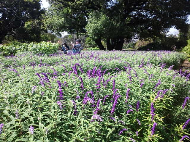 �܂邶��@�܂邶��@����܂���