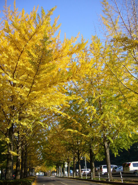 �܂邶��@�܂邶��@����܂���