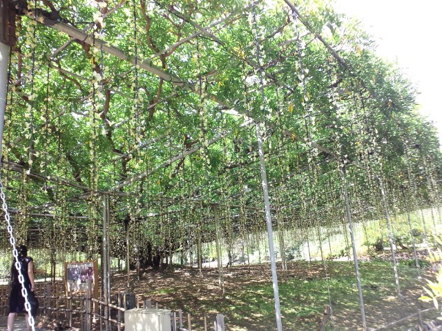 �܂邶��@�܂邶��@����܂���