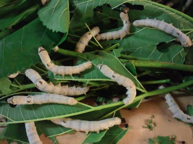 �܂邶��@�܂邶��@����܂���