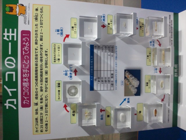 �܂邶��@�܂邶��@����܂���