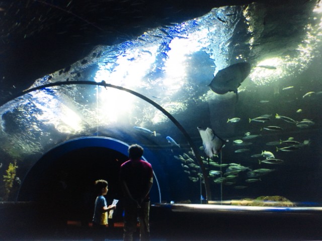 �܂邶��@�܂邶��@����܂���