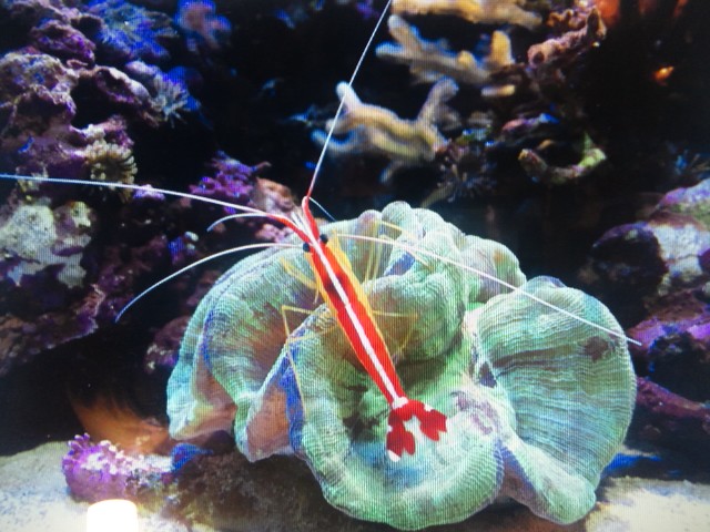 �܂邶��@�܂邶��@����܂���