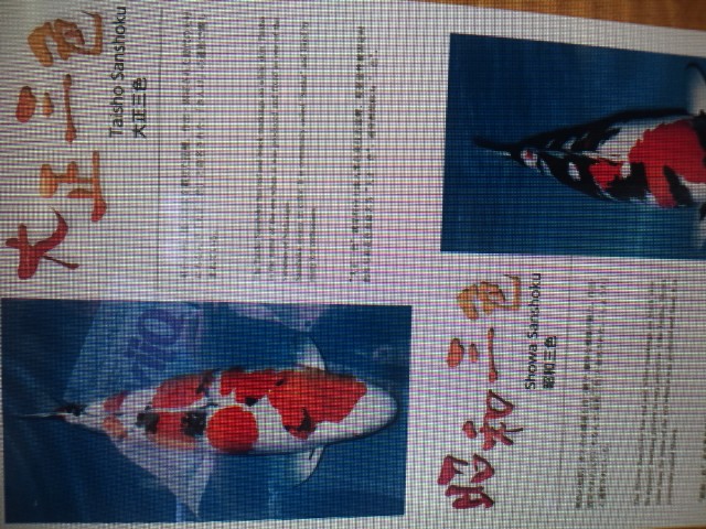 �܂邶��@�܂邶��@����܂���