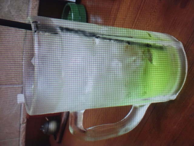 �܂邶��@�܂邶��@����܂���