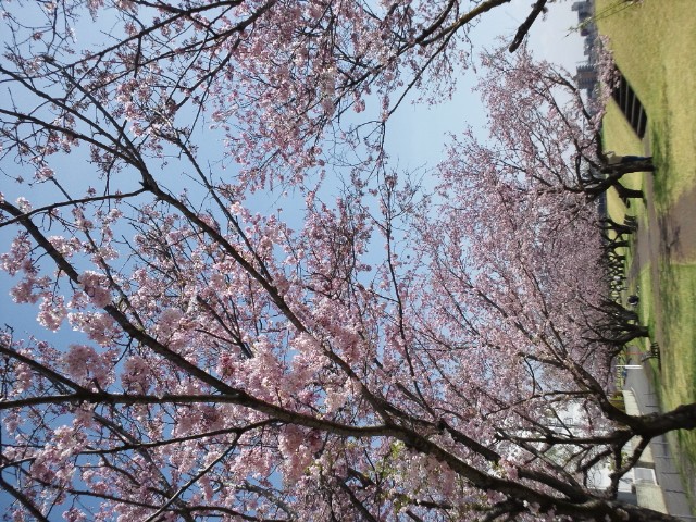 �܂邶��@�܂邶��@����܂���