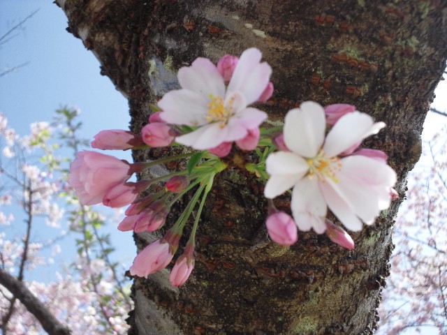 �܂邶��@�܂邶��@����܂���