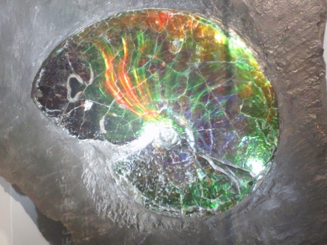 �܂邶��@�܂邶��@����܂���