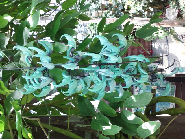 �܂邶��@�܂邶��@����܂���