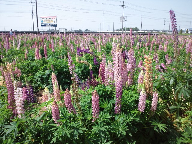 �܂邶��@�܂邶��@����܂���