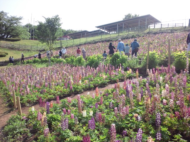 �܂邶��@�܂邶��@����܂���