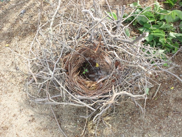 �܂邶��@�܂邶��@����܂���