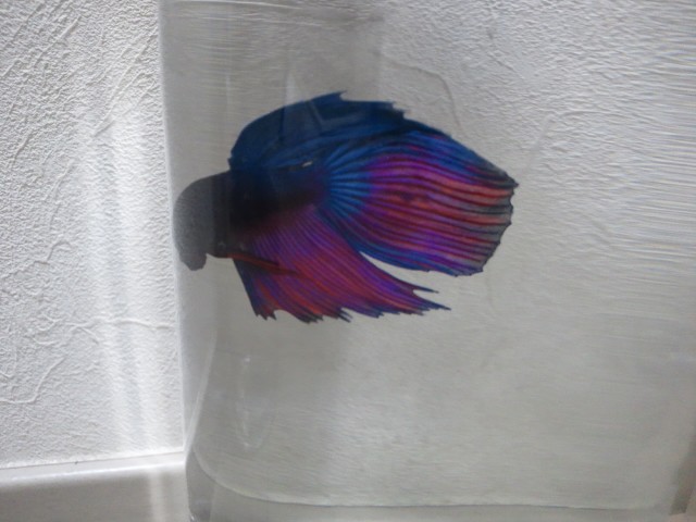 �܂邶��@�܂邶��@����܂���