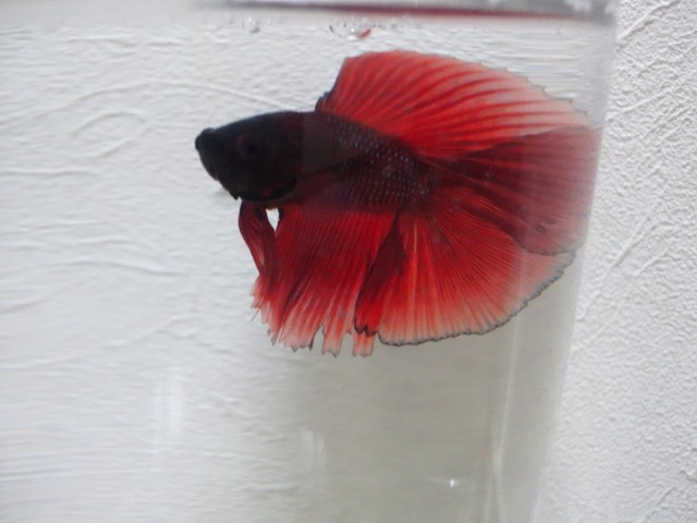 �܂邶��@�܂邶��@����܂���