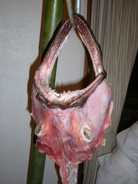 �܂邶��@�܂邶��@����܂���