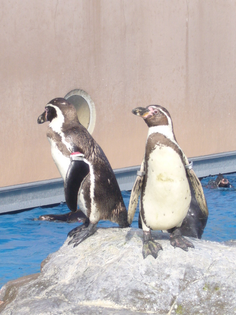 �܂邶��@�܂邶��@����܂���