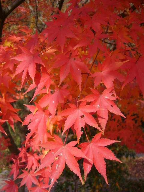 �܂邶��@�܂邶��@����܂���