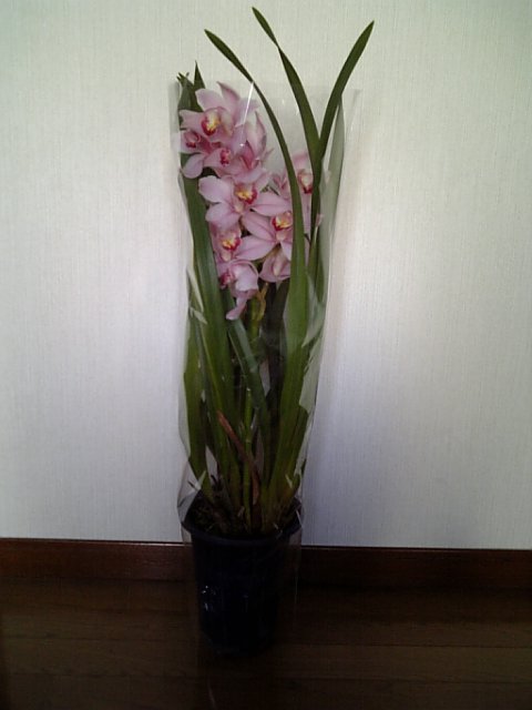 �܂邶��@�܂邶��@����܂���