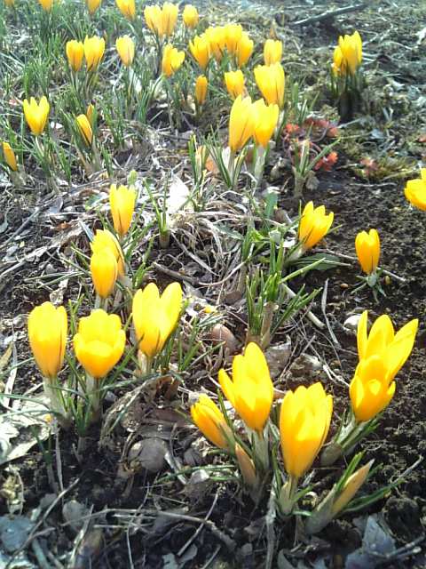 �܂邶��@�܂邶��@����܂���