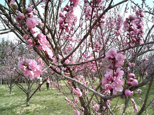 �܂邶��@�܂邶��@����܂���