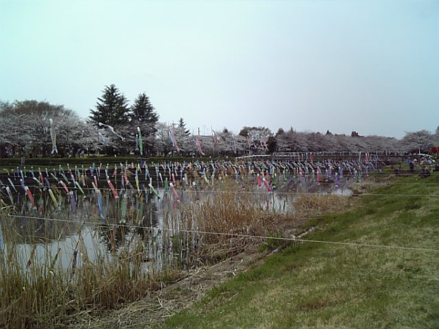 �܂邶��@�܂邶��@����܂���