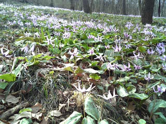 �܂邶��@�܂邶��@����܂���