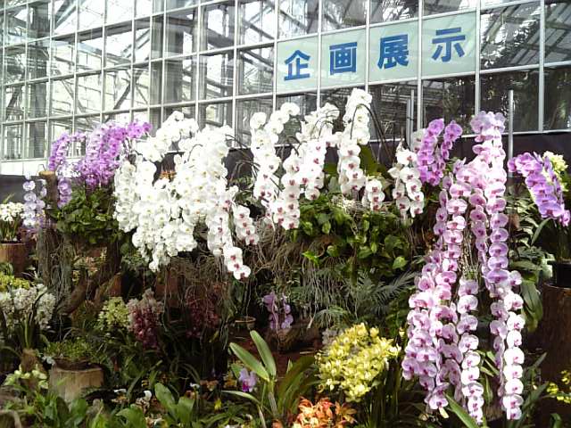 �܂邶��@�܂邶��@����܂���