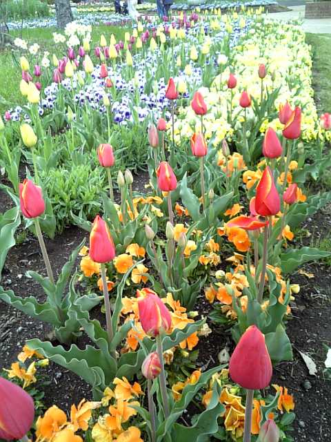 �܂邶��@�܂邶��@����܂���