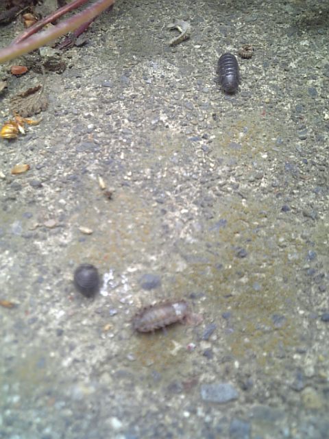 �܂邶��@�܂邶��@����܂���