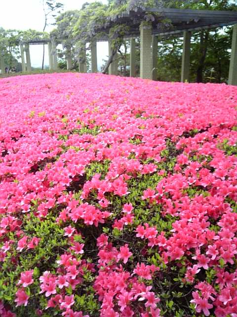 �܂邶��@�܂邶��@����܂���