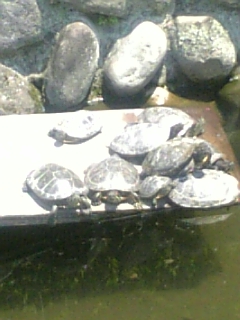 �܂邶��@�܂邶��@����܂���