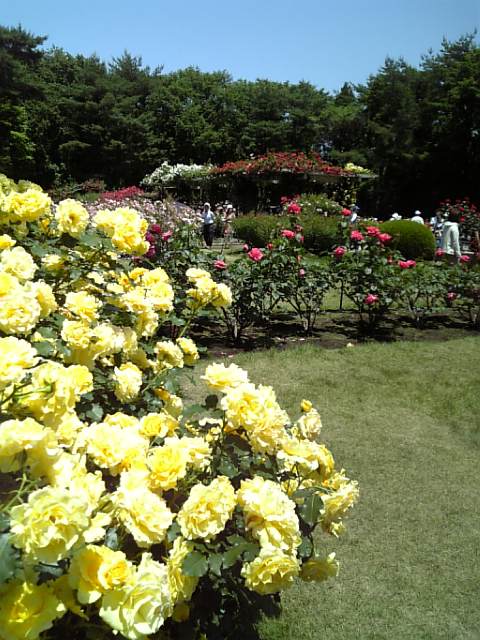 �܂邶��@�܂邶��@����܂���