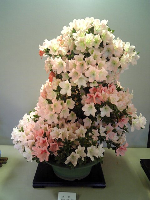 �܂邶��@�܂邶��@����܂���