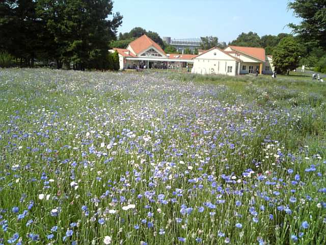 �܂邶��@�܂邶��@����܂���