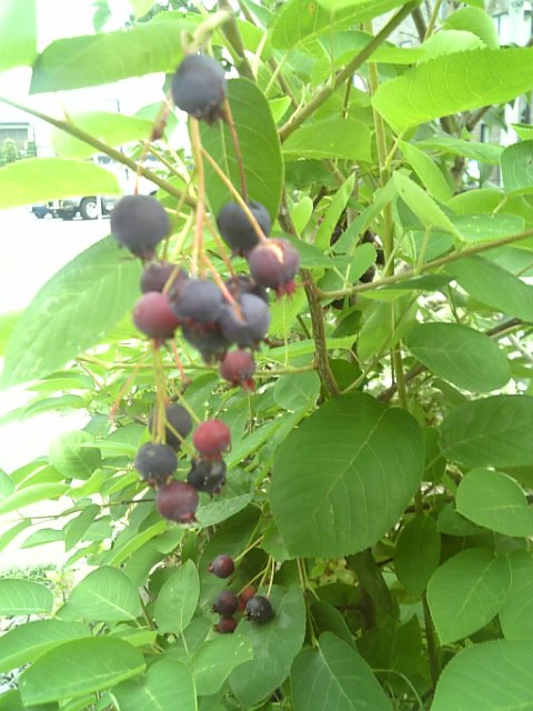 �܂邶��@�܂邶��@����܂���