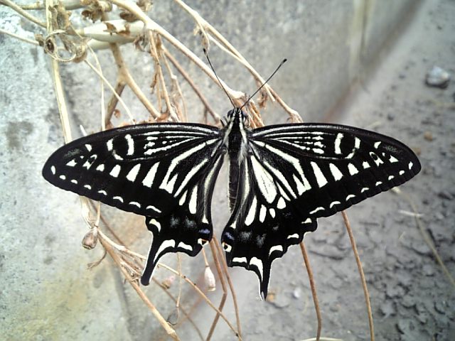 �܂邶��@�܂邶��@����܂���