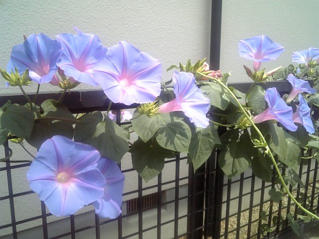 �܂邶��@�܂邶��@����܂���