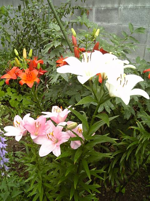 �܂邶��@�܂邶��@����܂���