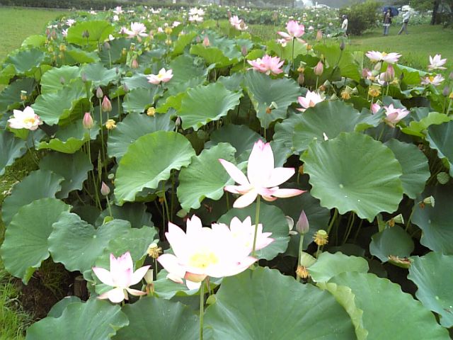 �܂邶��@�܂邶��@����܂���