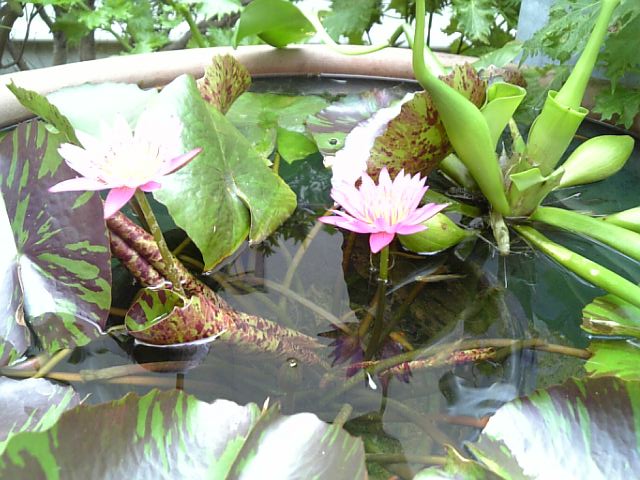 �܂邶��@�܂邶��@����܂���