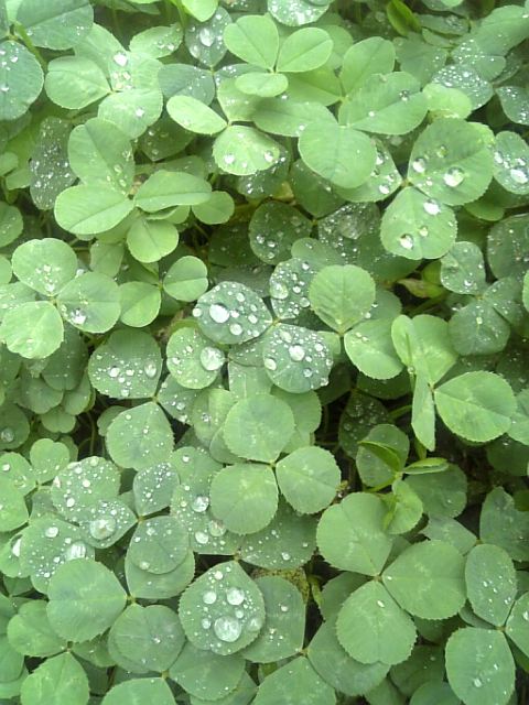 �܂邶��@�܂邶��@����܂���