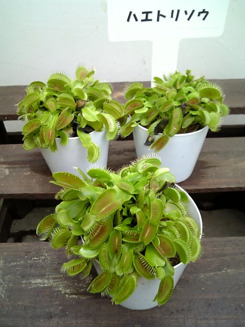 �܂邶��@�܂邶��@����܂���