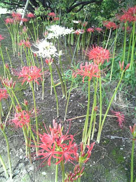 �܂邶��@�܂邶��@����܂���