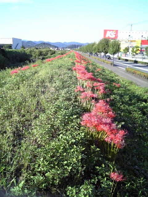 �܂邶��@�܂邶��@����܂���