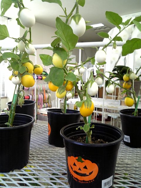 �܂邶��@�܂邶��@����܂���