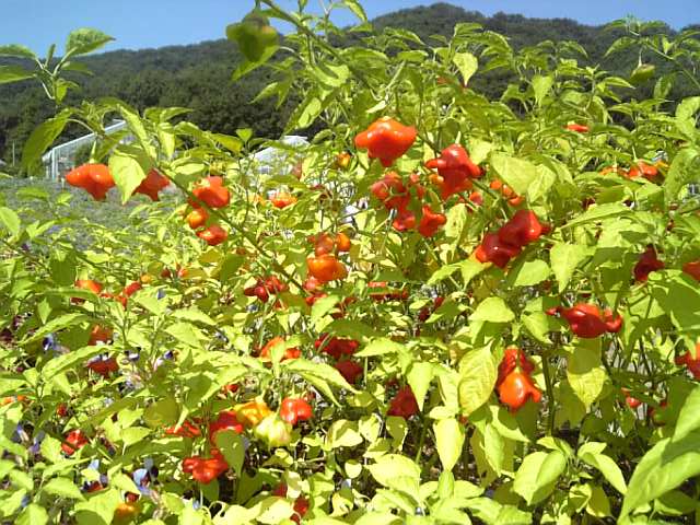 �܂邶��@�܂邶��@����܂���