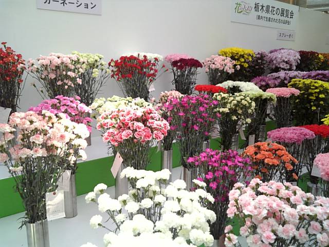 �܂邶��@�܂邶��@����܂���