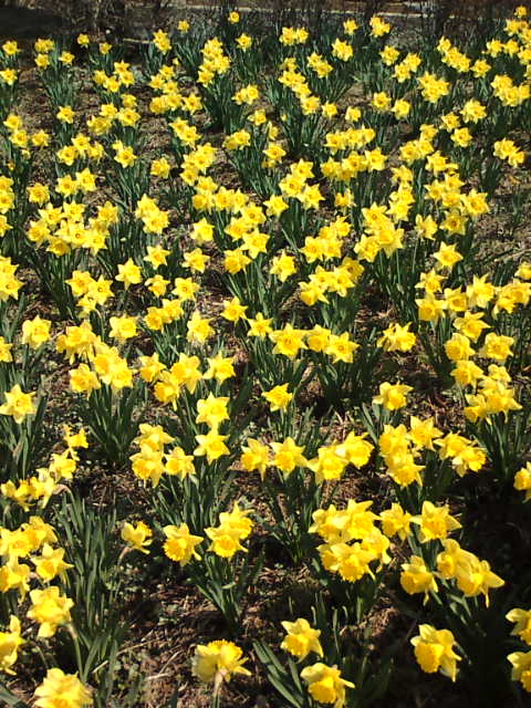 �܂邶��@�܂邶��@����܂���