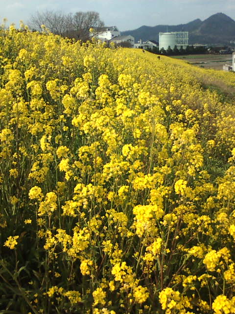 �܂邶��@�܂邶��@����܂���