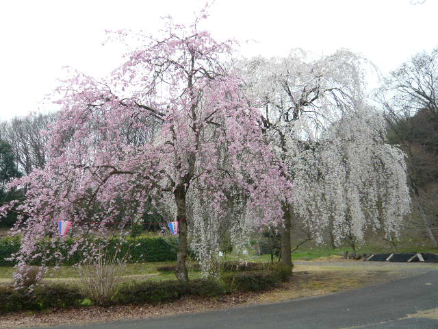 �܂邶��@�܂邶��@����܂���